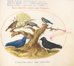 Placa 61: Corvo Azul (?), Gralha, Chickadee ou Tit, e Outros Pássaros de Joris Hoefnagel