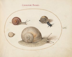 Prancha 61: Quatro caracóis de Joris Hoefnagel