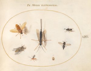Ilustração 61: Sete Insetos, Incluindo Moscas de Joris Hoefnagel