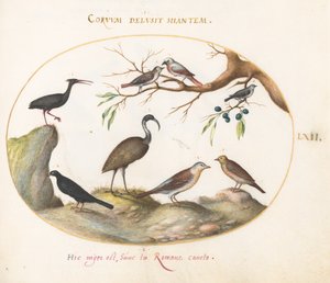Ilustração 62: Íbis careca do norte e íbis brilhante com outras aves de Joris Hoefnagel