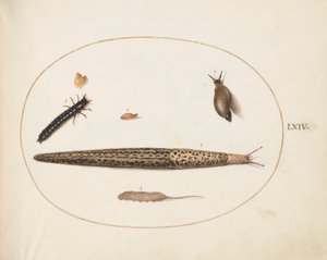 Ilustração 64: Lesma Leopardo, Larva de Besouro Terrestre, Larva de Rabo de Rato e Outras Criaturas de Joris Hoefnagel