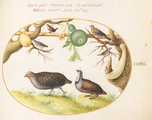 Gravura 64: Duas Perdizes, uma Carriça e Outros Pássaros de Joris Hoefnagel