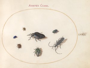 Ilustração 66: Dois besouros de óleo, um besouro de chifre longo e quatro outros insetos de Joris Hoefnagel