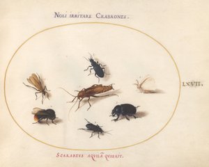 Gravura 67: Sete Insetos, Incluindo uma Borboleta Branca e uma Abelha de Joris Hoefnagel