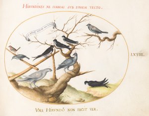 Gravura 68: Ptarmigan, andorinhas e outros pássaros de Joris Hoefnagel