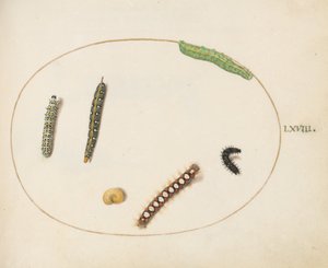 Ilustração 68: Lagarta-de-falcão-de-espinho-de-folhas, lagarta-da-mariposa e outras lagartas de Joris Hoefnagel
