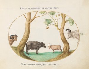 Placa 6: Uma Variedade de Bois com um Carneiro e um Búfalo (?) por um Plátano de Joris Hoefnagel