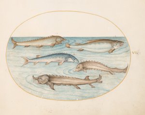 Prancha 6: cinco peixes-gato e esturjão (?) de Joris Hoefnagel