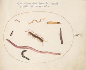 Placa 70: Verme, Centopeia, Centopeia e Outras Criaturas Longas de Joris Hoefnagel