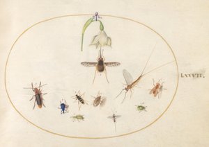 Prancha 77: bombílio-pontilhado com uma flor branca, uma efémera, um gorgulho azul e outros insectos de Joris Hoefnagel