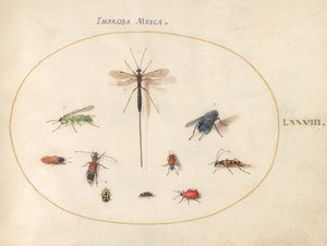 Ilustração 78: Dez insetos, incluindo uma mosca azul de Joris Hoefnagel