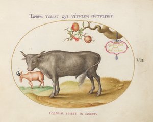 Placa 7: Um touro e um animal com chifres de Joris Hoefnagel