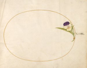 Placa 80: Viola Roxa e Amarela de Joris Hoefnagel