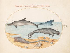 Placa 8: Um golfinho, duas focas, um Brethmechin e conchas de Joris Hoefnagel