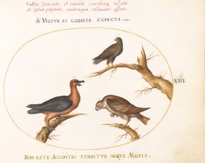 Placa 8: Abutre-barbudo com duas aves de rapina de Joris Hoefnagel