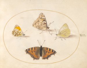 Placa 8: Ponta Laranja, Dama Pintada, Branca Pequena do Sul e Borboletas Pequenas de Carapaça de Tartaruga de Joris Hoefnagel