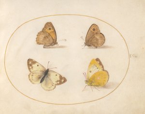 Placa 9: Borboletas Marrom Prado, Guardiã, Amarelo Nublado e Borboletas Brancas de Banho de Joris Hoefnagel