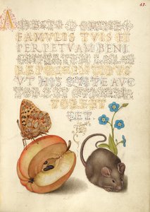 Fritilária Rainha de Espanha, Maçã, Rato e Esqueça-me-Não de Joris Hoefnagel