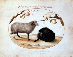 Ram, ovelha negra e dois ramos de maçã, século XVI. de Joris Hoefnagel