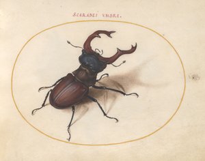 Escaravelho, c.1575-80
