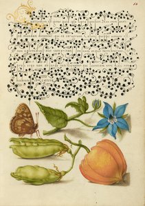 Planta de madeira salpicada, Talewort, ervilha de jardim e planta de lanterna de Joris Hoefnagel