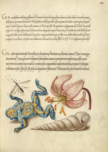 mosquito-de-água, nenúfar, sapo de barriga amarela e concha de parafuso europeia de Joris Hoefnagel