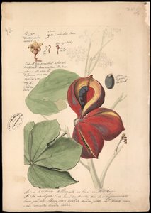 Theobroma bicolor, 1785. de José Joaquim Freire