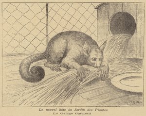 Garnetts Galago, novo morador do Jardin des Plantes