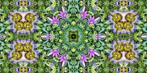 Criaturas: Formigas no campo das flores da paixão de Josef Johann Michel