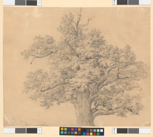 Estudo de árvore de Josef Kriehuber