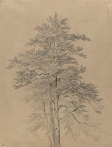 Estudo de árvore de Josef Kriehuber