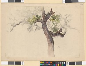 Estudo de uma árvore de Josef Kriehuber