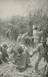 Black at Work in a Sugar-Cane Plantation in Jamaica (litho)