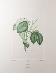 Allophyllus cobbe (Sapindaceae) - Placa 365, Banks