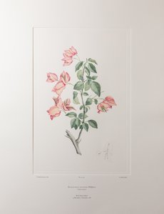 Bouganvillea spectabilis (Nyctaginaceae) - Placa 355, Banks