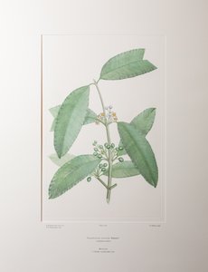 Calophyllum soulattri (Guttiferae) - Placa 362, Banks