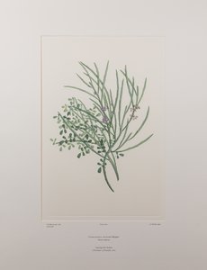 Carmichaelia solandri (Leguminosae) - Placa 429, Banks