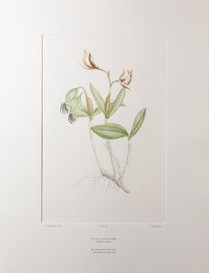 Cattleya forbesii (Orchidaceae) - Placa 358, Banks