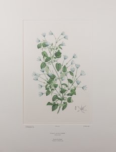 Clematis forsteri (Ranunculaceae) - Placa 402, Banks