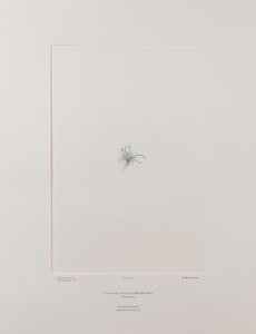 Colobanthus apetalus (Caryophyllaceae) - Placa 414, Banks