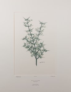 Discaria toumatou (Rhamnaceae) - Placa 426, Banks