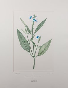 Eranthemum nervosa (Acanthaceae) - Placa 378, Banks