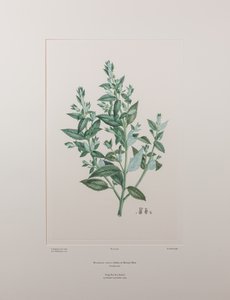 Haloragis erecta (Haloragidaceae) - Placa 439, Banks
