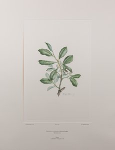 Heberdenia bahamensis (Myrsinaceae) - Placa 395, Banks