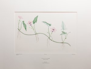 Ipomoea aquatica (Convolvulaceae) - Placa 375, Banks