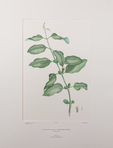 Lepeostegeres geminiflorus (Loranthaceae) - Placa 386, Banks
