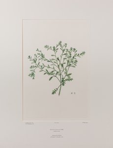 Lepidium flexicaule (Cruciferae) - Placa 409, Banks