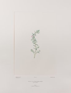 Lythrum junceum (Lythraceae) - Placa 392, Banks