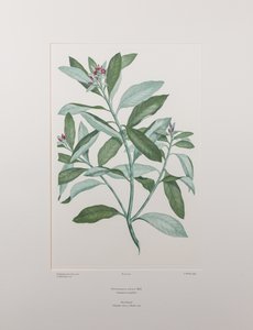Pittosporum ralphii (Pittosporaceae) - Placa 413, Banks