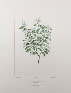 Pittosporum tenuifolium (Pittosporaceae) - Placa 412, Banks
